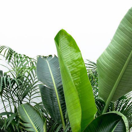 Vorteilspaket XXL Zimmerpflanzen – Kentia Palme 200cm, Strelitzia Nicolai 225cm & Areca Palme 200cm – Tropisches Set großer Grünpflanzen – Pflegeleicht & dekorativ