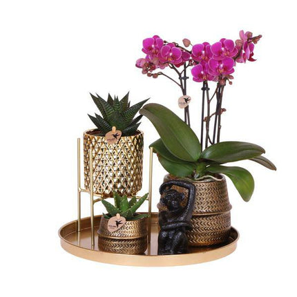 Pflanzenset Hotel Chic – Flieder – Phalaenopsis Orchidee & Sukkulenten – Inklusive Diamond- & Groove-Keramiktöpfe – Mit Monkey Long Tail & goldenem Tablett – Elegantes Zimmerpflanzen-Set
