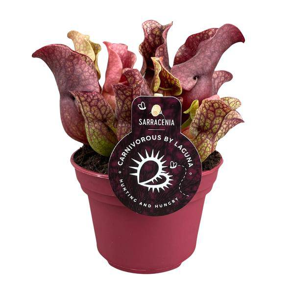 Schlauchpflanze – Sarracenia – Ø12cm – ↕20cm – Fleischfressende Zimmerpflanze – Exotische Karnivore für Zuhause & Büro – Pflegeleicht & dekorativ