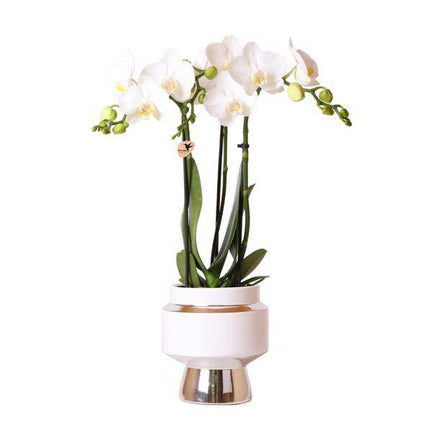 Phalaenopsis Orchidee Weiß – Amabilis – Ø9cm x H40cm – Le Chic Deko-Topf Silber – Blühende Zimmerpflanze mit 2–3 Zweigen – Eleganter Blumentopf für stilvolles Wohnen
