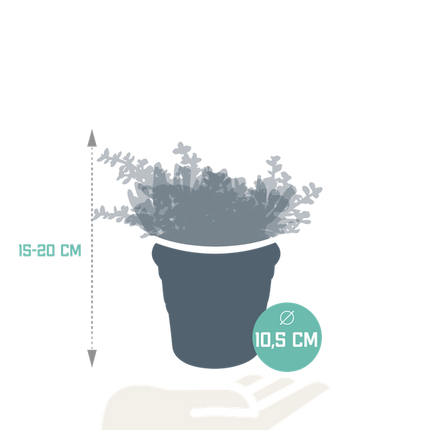 Crassula Mix – Dickblatt 3 Pflanzen– Ø10,5cm Zimmerpflanzen im Terrakotta-Topf – Verschiedene Sukkulenten im mediterranen Tontopf – Pflegeleichte Pflanzen für Fensterbank, Büro & Wohnzimmer