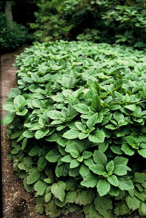 Pachysandra terminalis – 12 Pflanzen – Japanischer Ysander – Immergrüner Bodendecker – Schatten & Halbschatten – Pflegeleicht & Robust