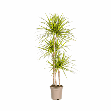 Dracaena marginata Sunray – Drachenbaum – Zimmerpflanze – Ø24cm – ↕130-150cm – Tropische Pflanze für hellen Innenbereich – Pflegeleicht & Minimalistisch