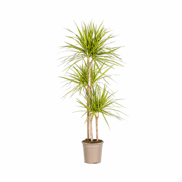 Dracaena marginata Sunray – Drachenbaum – Zimmerpflanze – Ø24cm – ↕130-150cm – Tropische Pflanze für hellen Innenbereich – Pflegeleicht & Minimalistisch