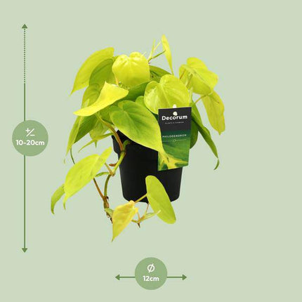 Baumfreund Philodendron Lime – Ø12cm – ↕20cm – Pflegeleichte Zimmerpflanze mit leuchtend grünen Blättern – Tropische Grünpflanze für Wohnzimmer, Büro & Schlafzimmer