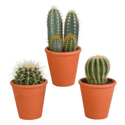 Sukkulenten & Kakteen Mix 3 Pflanzen Ø8,5cm – pflegeleichtes Pflanzen Set für Urban Jungle, Fensterbank, Wohnzimmer & Büro