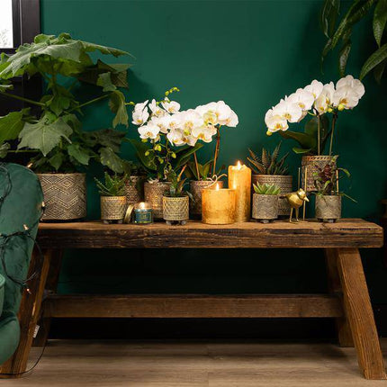 Sukkulente Haworthia Limifolia – Grüne Zimmerpflanze – Ø6cm – Pflegeleicht & Dekorativ – Perfekt für helle Standorte