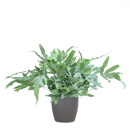 Phlebodium Aureum 'Blue Star' – Blauer Tüpfelfarn – Zimmerpflanze + Viber Grau Topf – Ø17 cm – Höhe 40 cm – Einzigartige graublaue Blätter – Pflegeleicht & stilvoll