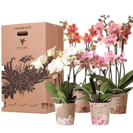 Überraschungsbox mit 4 verschiedenen Kolibri Orchideen – 12cm – Zimmerpflanzen-Set – Frisch vom Bauern – Perfekt als Geschenk oder für Orchideenfans