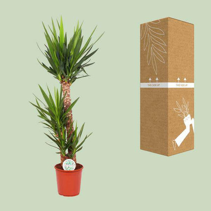 Palmlilie – Yucca Elephantipes – Zimmerpflanze – Ø24cm – ↕125cm Höhe – Pflegeleichte luftreinigende Grünpflanze für Wohnung & Büro