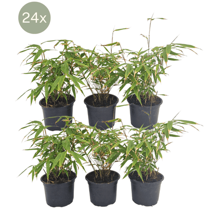 Schirmbambus Fargesia Rufa – 24 Pflanzen – Ø13cm – ca. 25cm hoch – Winterharte Bambuspflanzen für Hecke & Sichtschutz – Pflegeleichte Gartenpflanzen