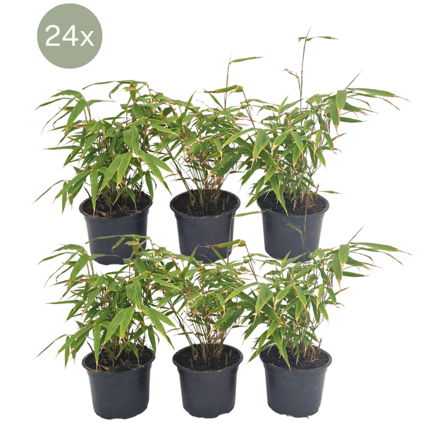 Schirmbambus Fargesia Rufa – 24 Pflanzen – Ø13cm – ca. 25cm hoch – Winterharte Bambuspflanzen für Hecke & Sichtschutz – Pflegeleichte Gartenpflanzen