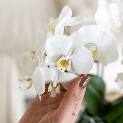 Phalaenopsis Orchidee Amabilis Weiß – Zimmerpflanze Ø9cm – inkl. Malaga Ziertopf Grün – Elegante Orchidee mit 2–3 Blütenstielen – Dekoratives Pflanzenset für Wohnzimmer, Büro & Geschenkidee