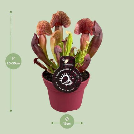 Sarracenia Catesbaei – Fleischfressende Zimmerpflanze – Ø12cm Topf – 23cm Höhe – Pflegeleicht & Dekorativ