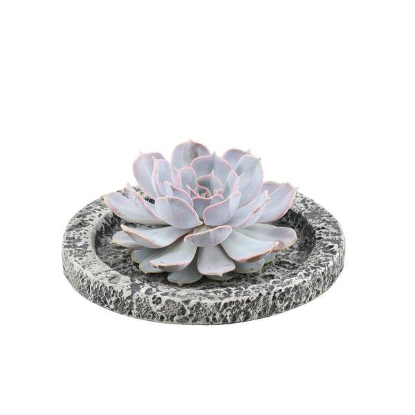 Sukkulente – Echeveria lilacina ROOTLESS – Ø20cm Schale „Concrete“ – Zimmerpflanze ohne Wurzeln – Pflegeleichte Schnitt-Sukkulente als Tischdeko & Geschenkidee
