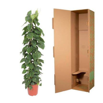 Herzblatt Philodendron Scandens – Zimmerpflanze – 150cm – Ø27cm – Tropische Kletterpflanze mit herzförmigen Blättern – Luftreinigende Rankpflanze für Wohnzimmer, Büro & Indoor-Deko