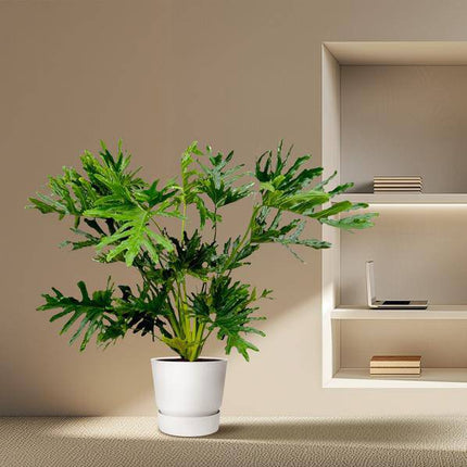 Baum-Philodendron – Philodendron Selloum – ca. 130cm hoch – Ø24cm – Tropische Zimmerpflanze mit großen, gelappten Blättern – Dekorative Grünpflanze für Wohnzimmer & Büro