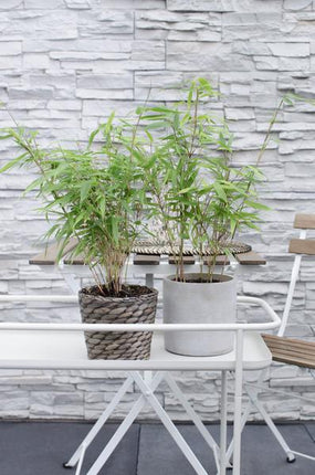 Schirmbambus Fargesia rufa – Kompakter, winterharter Bambus – Ø14cm – ca. 40cm Höhe – Ideal für Garten, Balkon & Teichgestaltung