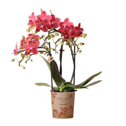 Rote Phalaenopsis-Orchidee Kongo – Blühende Zimmerpflanze – Ø9cm – 2–3 kräftige Zweige – Multiflora-Blüten – Perfekt für Couchtisch & Deko