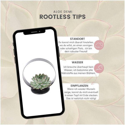 Sukkulente – Echeveria pulidonis ROOTLESS – Ø20cm Deko-Tischstandard Schwarz – Zimmerpflanze ohne Wurzeln – Pflegeleichte Schnitt-Sukkulente als Tisch- & Eventdeko