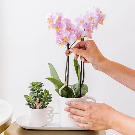 Orchideen Überraschungsbox – 4 Pflanzen Ø9cm – Frische Phalaenopsis Orchideen direkt vom Züchter – Pflegeleichte Zimmerpflanzen ohne Übertopf – Überraschungs-Mix