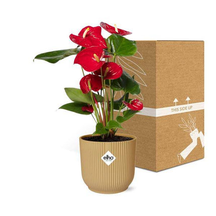 Flamingoblume Anthurium Rot – 12cm Zimmerpflanze inkl. Ziertopf Vibes Fold Gelb Ø14cm – Tropische Pflanze mit roten Hochblättern – Pflegeleicht & dekorativ – Für Wohnzimmer & Büro