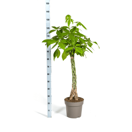 Glückskastanie – Pachira Aquatica – Zimmerpflanze – Ø27cm – Höhe 140-150cm – Geflochtener Stamm & glänzende Blätter – Exotisch & pflegeleicht