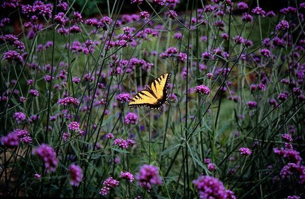 Verbena bonariensis – 60 Pflanzen – Patagonisches Eisenkraut – Luftige Staude mit Lila Blüten – Schmetterlings- & Bienenzierde – Pflegeleicht & Winterhart
