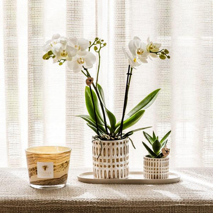 Dekotopf Mosaik – Ø6cm – Blumentopf mit goldenen Mosaikdetails – Stilvoller Mini Pflanztopf für Sukkulenten & kleine Pflanzen