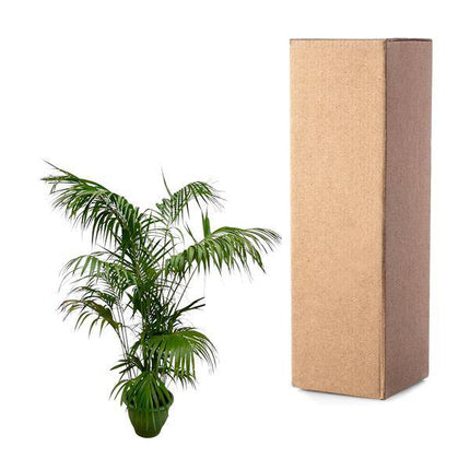 Kentia-Palme – Howea forsteriana – Zimmerpflanze 260cm – Ø35cm – XXL-Palme mit eleganten dunkelgrünen Wedeln – Exklusive Kübelpflanze für Wohnzimmer, Büro & Wintergarten – Pflegeleicht