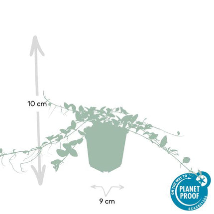 Vinca minor 'Alba' – 12 Pflanzen – Weißes Immergrün als Bodendecker – Pflegeleicht & Robust – Blüht März bis Juni