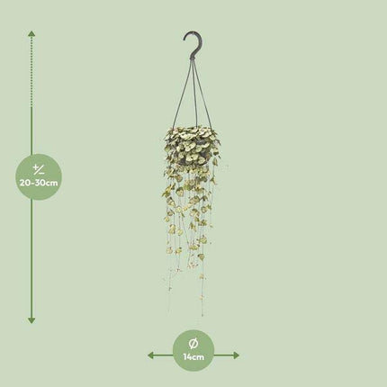 Leuchterblume Ceropegia woodii – Zimmerpflanze – Ø14cm – ↕50cm – pflegeleichte Hängepflanze mit dekorativen Ranken – ideal für Wohnzimmer, Büro & Fensterbank
