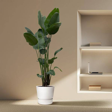 Strelitzia Nicolai – Baumstrelitzie – Zimmerpflanze 250cm – Ø50cm – Weißer Paradiesvogel mit großen grünen Blättern – Exotische Zimmer- & Kübelpflanze – Für helle Innenräume
