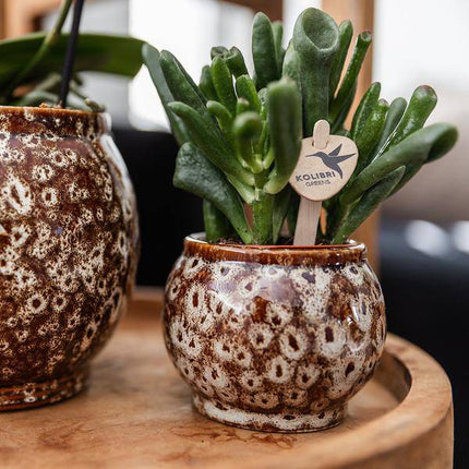 Geschenkset Phalaenopsis Orchidee Rot & Sukkulenten – Inkl. 3 Keramik – Ziertöpfe – Pflanzenset mit Dekotieren – Perfekt als Geschenk & Deko