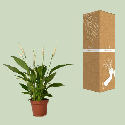 Einblatt – Spathiphyllum Bingo Cupido – Zimmerpflanze – Ø12 cm Topf – ca. 45 cm hoch – Luftreinigend – Weiße Blüten – Pflegeleicht & Tropisch