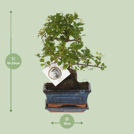 Bonsai in S-Form – Zimmerpflanze Ø15cm – Höhe ca. 15cm – Eleganter Mini-Baum für Wohnung & Büro – Dekorativ & pflegeleicht