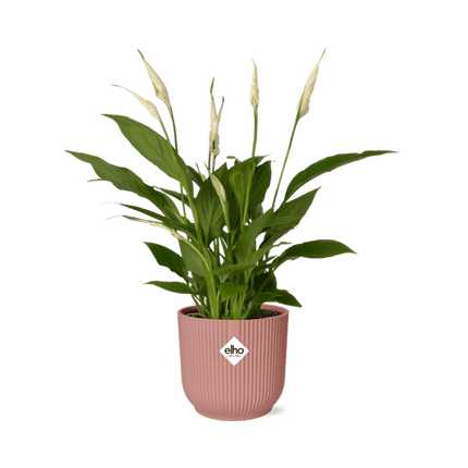 Einblatt – Spathiphyllum Torelli – Friedenslilie – Zimmerpflanze Ø12cm + Ziertopf Vibes Fold 14cm Rosa – luftreinigende Blühpflanze für Innenräume