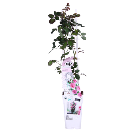 Rose Crazy in Love Pink – Rosa Kletterrose – Ø15cm – ↕65cm Höhe – Duftende Gartenrose mit langer Blütezeit – Für Terrasse, Balkon & Garten