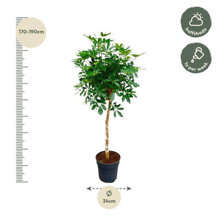 Strahlenaralie – Schefflera auf Stiel – Zimmerpflanze 170cm – Ø35cm – Immergrüne Grünpflanze mit handförmigen Blättern – Tropische XXL-Pflanze für Wohnzimmer & Büro – Pflegeleicht