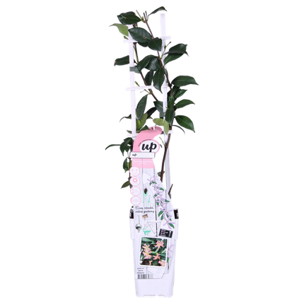 Sternjasmin Trachelospermum 'Star of Ibiza' Gartenpflanze Ø15cm ↕65cm – winterharte Pflanze für Garten, Balkon, Terrasse, Kübel & Beet online