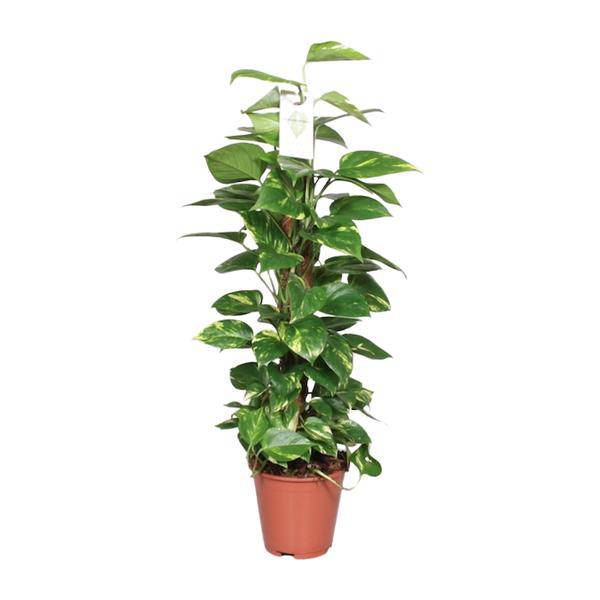 Efeutute Epipremnum Scindapsus Pinnatum – Goldene Efeutute am Moosstock – Ø19cm – ↕80cm – Luftreinigende Zimmerpflanze mit herzförmigen Blättern – Pflegeleicht & dekorativ – Für Wohnzimmer & Büro