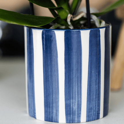 Pflanzset Phalaenopsis Orchidee Amabilis Weiß & Sukkulente Crassula Hobbit – Im blauen Painted Stripe Keramiktopf Ø9cm + Ø6cm