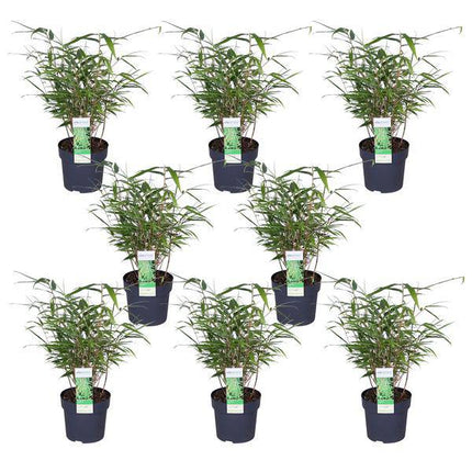 Schirmbambus Fargesia rufa – 8er-Set – ca. 40cm hoch Ø14cm – Immergrüner, horstbildender Bambus – Für Sichtschutz, Balkon & Garten