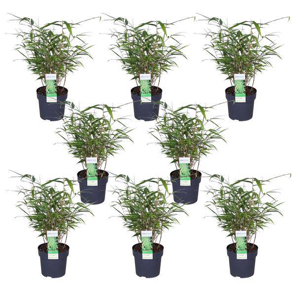 Schirmbambus Fargesia rufa – 8er-Set – ca. 40cm hoch Ø14cm – Immergrüner, horstbildender Bambus – Für Sichtschutz, Balkon & Garten