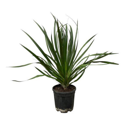 Dracaena Draco – Drachenbaum – Zimmerpflanze – Ø24cm – Höhe ca. 100cm – pflegeleichte exotische Grünpflanze für Wohnzimmer und Büro