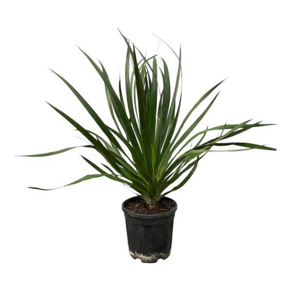 Dracaena Draco – Drachenbaum – Zimmerpflanze – Ø24cm – Höhe ca. 100cm – pflegeleichte exotische Grünpflanze für Wohnzimmer und Büro