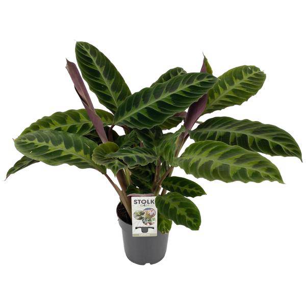 Calathea Warscewiczii – Korbmarante – Zimmerpflanze – Ø14cm – Höhe ca. 50cm – Exotisches Blattmuster – Pflegeleicht & Luftreinigend