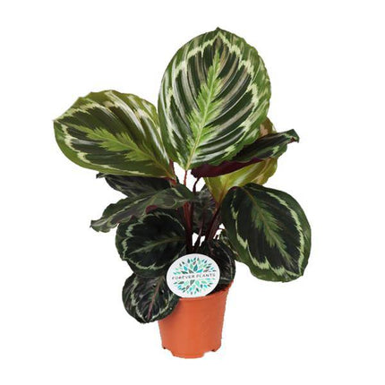 Korbmarante Calathea Medaillon – Zimmerpflanze Ø14cm – ca. 45cm hoch – Exotische Blattpflanze mit lebhaften Mustern – Pflegeleicht im Halbschatten
