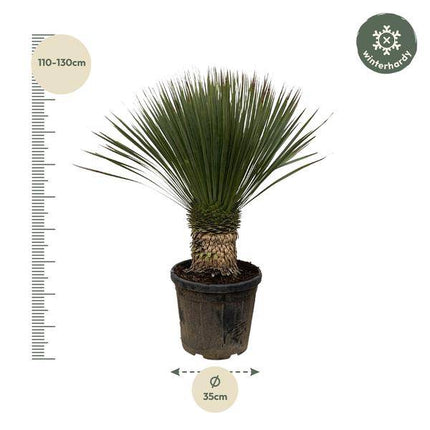 Palmlilie – Yucca Rostrata 100cm – Ø38cm – Exotische Wüstenpflanze mit blaugrauen Blättern – Pflegeleichte Zimmer- & Kübelpflanze für Wohnzimmer, Terrasse & Garten