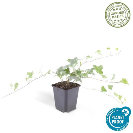Hedera helix 'Glacier' – Weißgrüner Efeu – ↕10-25 cm – Ø9 cm – 20 Pflanzen – Bodendecker, Heckenpflanze & Kletterpflanze – Pflegeleicht & schnellwachsend
